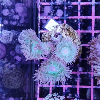 Duncanopsammia axifuga 54 (47564) - Frags
