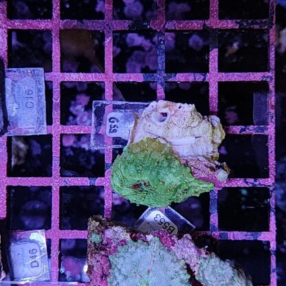Discosoma G59 - Frags