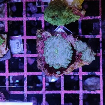 Discosoma B553