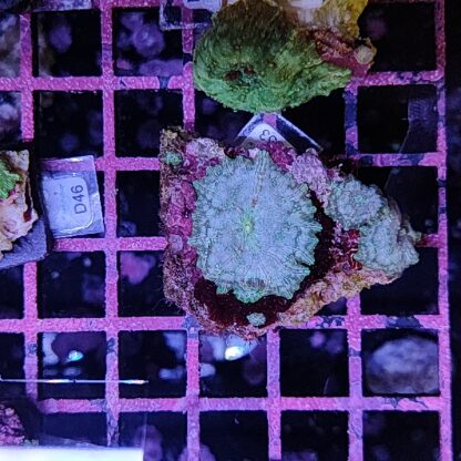 Discosoma B553