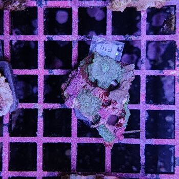 Acropora A8 (41184) - Μητρικές αποικίες
