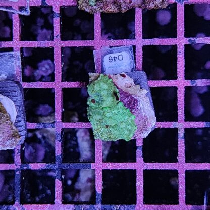 Discosoma D46 - Frags
