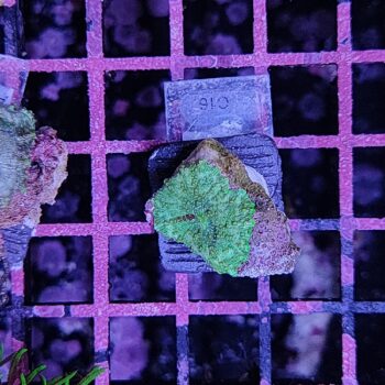 Discosoma C16 - Frags