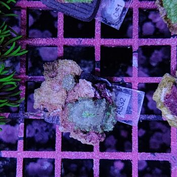 Discosoma A532 - Frags