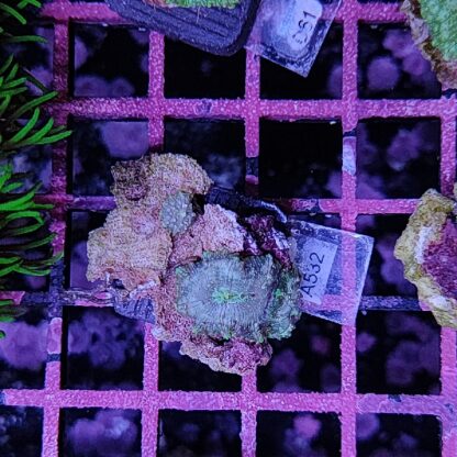 Discosoma A532 - Frags