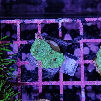 DIscosoma D61 - Frags