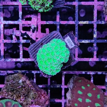Goniopora A590 - Frags
