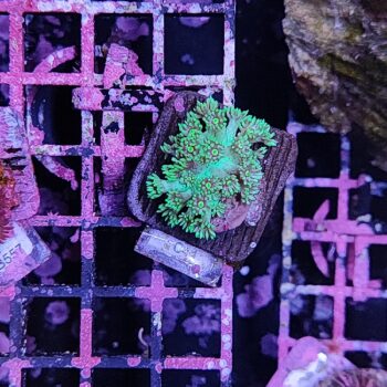 Goniopora C44 - Frags