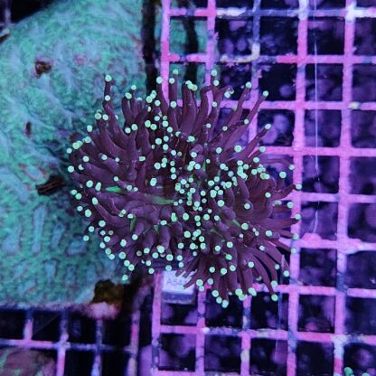 Euphyllia glabrescens A544 - Frags