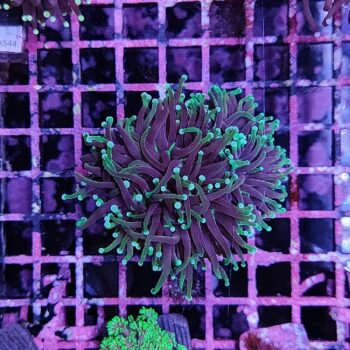 Euphyllia glabrescens A595 - Frags