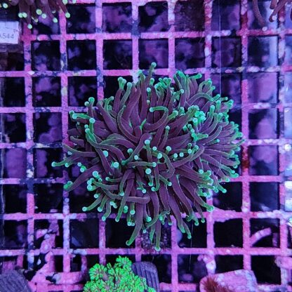 Euphyllia glabrescens A595 - Frags