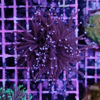 Euphyllia glabrescens B556 - Frags