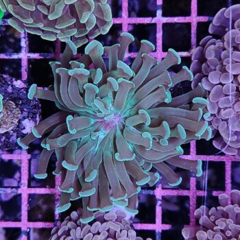 Euphyllia paraancora B571 - Frags