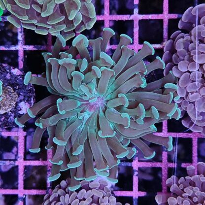Euphyllia paraancora B571 - Frags