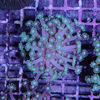 Alveopora spongiosa B585 - Frags