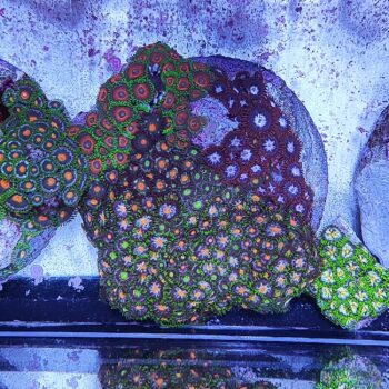 Zoanthus 5 (34098)