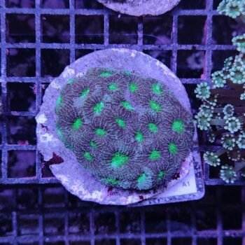 Acanthastrea echinata A1 (46782)