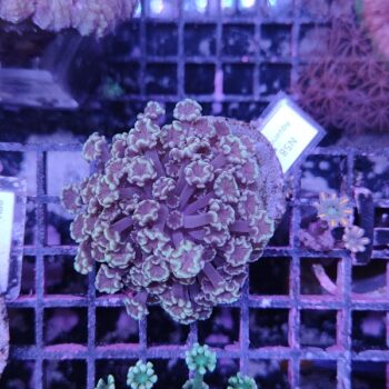 Alveopora N58 (48598)