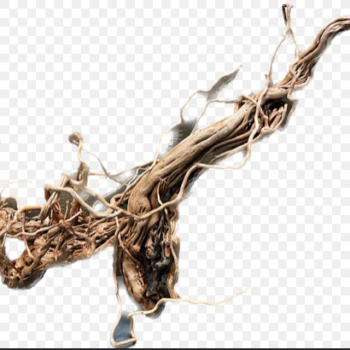 Coiling Dragon Root 40-120cm / per kilo - Ξύλα