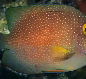 Ctenochaetus truncatus - Indian gold-ring bristletooth tang M