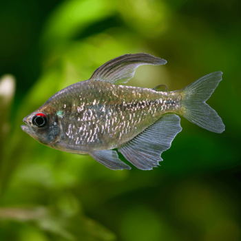 Moenkhausia pittieri – Diamond tetra - Ψάρια Γλυκού