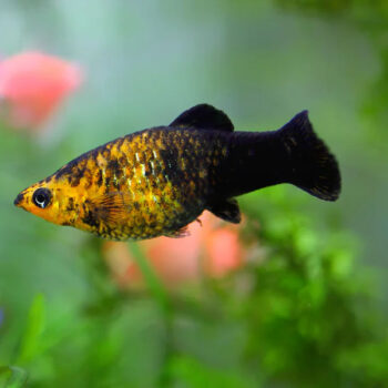 Poecilia sphenops - Golden Dust Lyretail Molly S