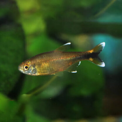 Hasemania nana – Silvertip Tetra - Ψάρια Γλυκού