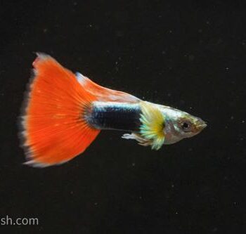 Poecilia reticulata - Guppy Santa Claus 3-3.5 cm