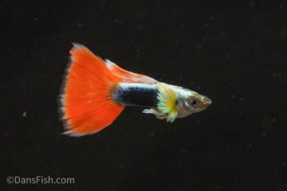 Poecilia reticulata - Guppy Santa Claus 3-3.5 cm