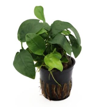 S.I Anubias barteri var.nana (Topf) - Φυτά για Ενυδρεία