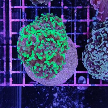 Euphyllia paraancora Α19 - Μητρικές αποικίες