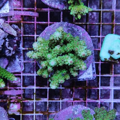 Acropora A8 (41184) - Μητρικές αποικίες