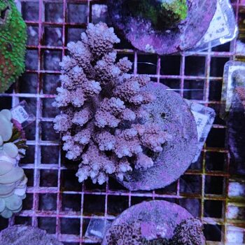 Acropora A43 (41184) - Μητρικές αποικίες