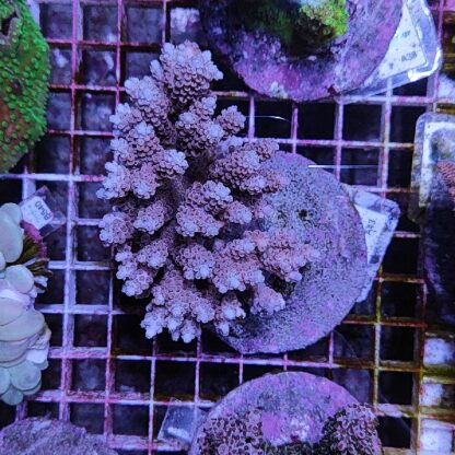 Acropora A43 (41184) - Μητρικές αποικίες