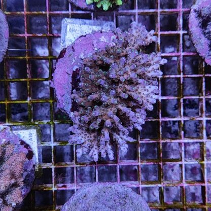 Acropora A59 (41184) - Μητρικές αποικίες