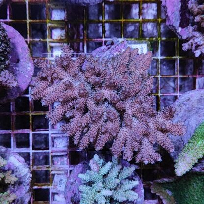Acropora A16 (41184) - Sales