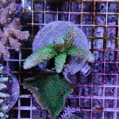 Acropora A527 (41184) - Μητρικές αποικίες