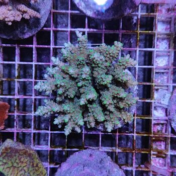 Acropora D45 (41184) - Μητρικές αποικίες