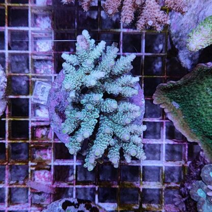 Acropora B501 (41184) - Μητρικές αποικίες