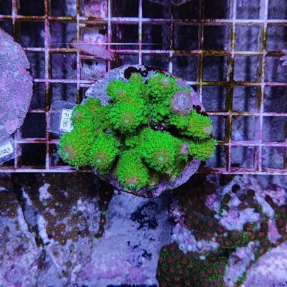 Acropora F100 (41184) - Μητρικές αποικίες