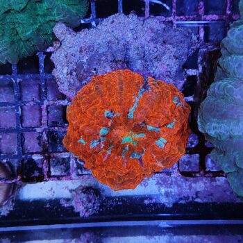 Acanthophyllia deshayesiana (41188) - Μητρικές αποικίες