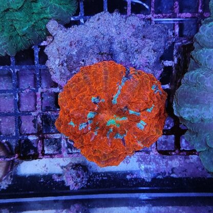 Acanthophyllia deshayesiana (41188) - Μητρικές αποικίες