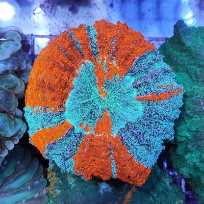 Acanthophyllia deshayesiana (41188) - Μητρικές αποικίες