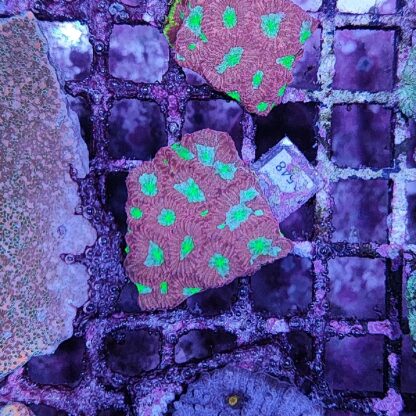 Favites A548 - Frags