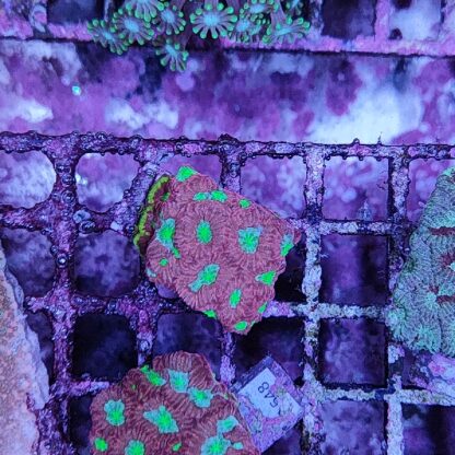 Favites A522 - Frags