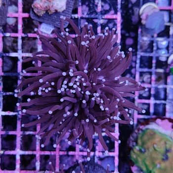 Euphyllia glabrescens B540 - Frags