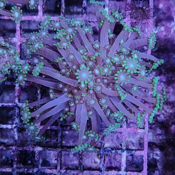 Alveopora spongiosa B581 - Frags