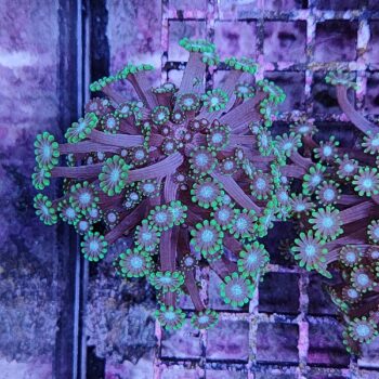 Alveopora spongiosa B573 - Frags
