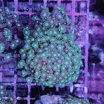 Alveopora spongiosa D81 - Frags
