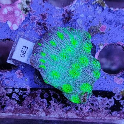 Echinopora E90 - Frags